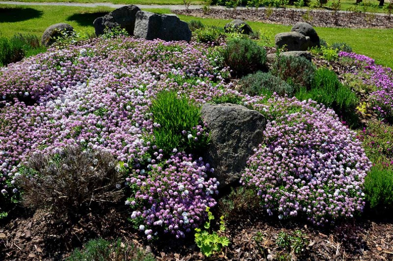 Candytuft (Iberis): Growing & Care Guide for Beautiful Gardens