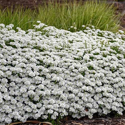 Candytuft (Iberis): Growing & Care Guide for Beautiful Gardens