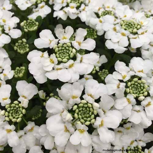 Candytuft (Iberis): Growing & Care Guide for Beautiful Gardens