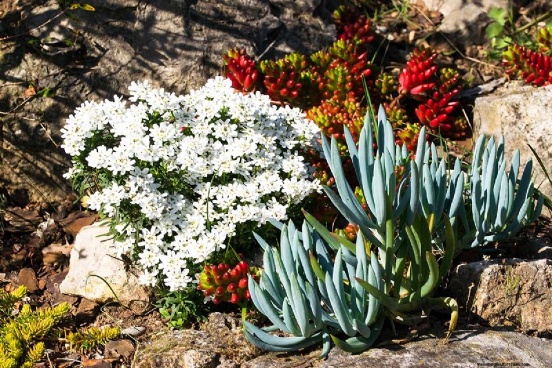 Candytuft (Iberis): Growing & Care Guide for Beautiful Gardens