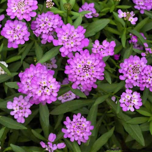 Candytuft (Iberis): Growing & Care Guide for Beautiful Gardens