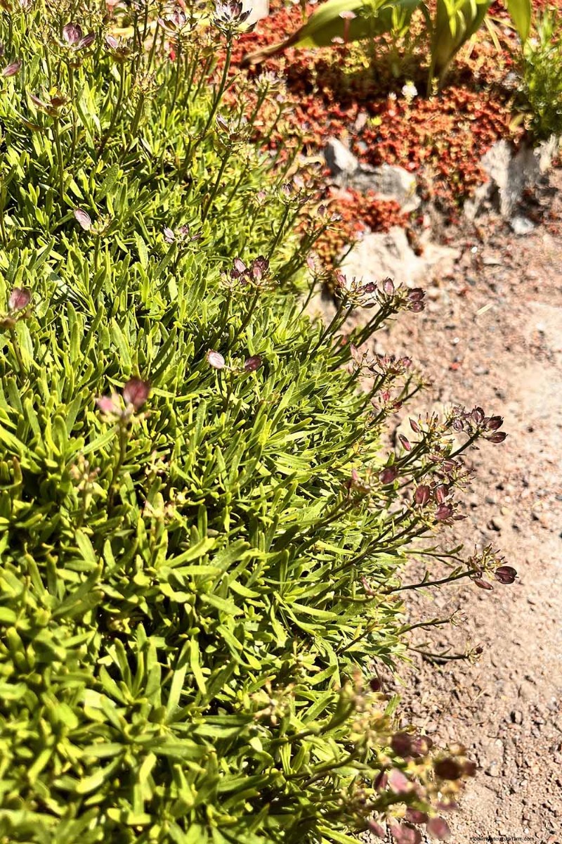 Candytuft (Iberis): Growing & Care Guide for Beautiful Gardens