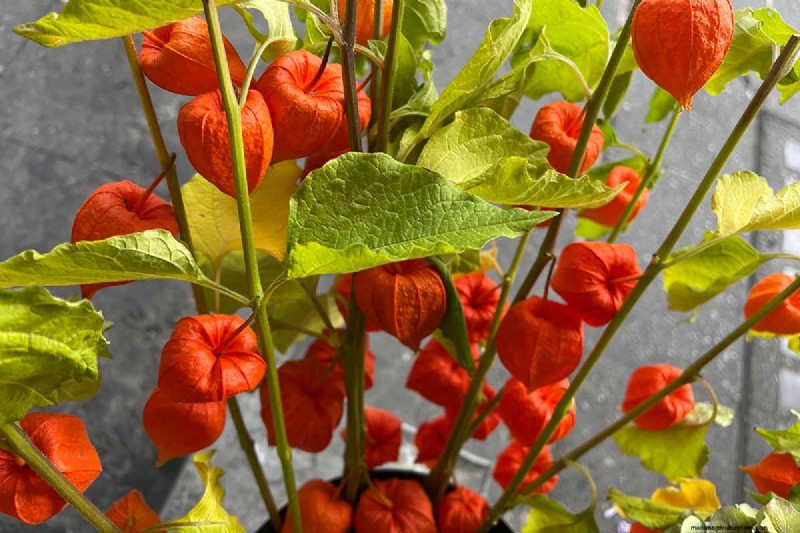 Growing Chinese Lanterns in Containers: A Complete Guide