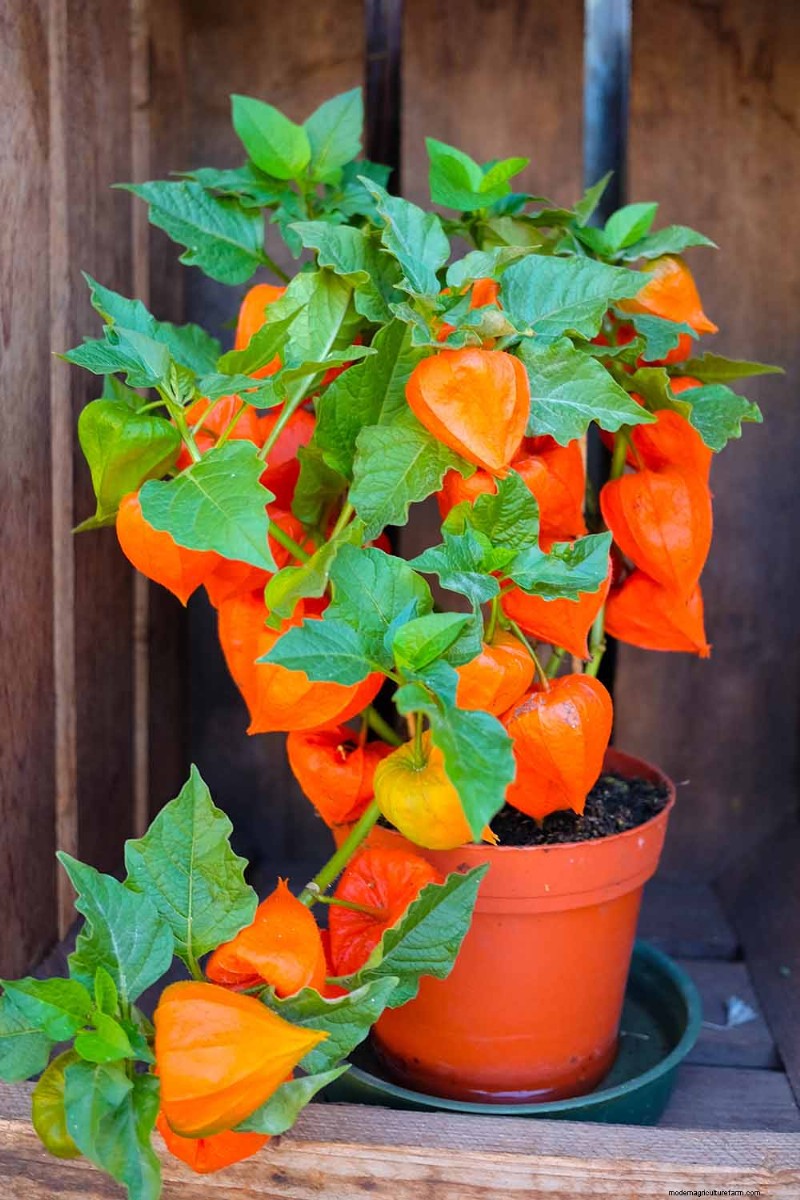 Growing Chinese Lanterns in Containers: A Complete Guide