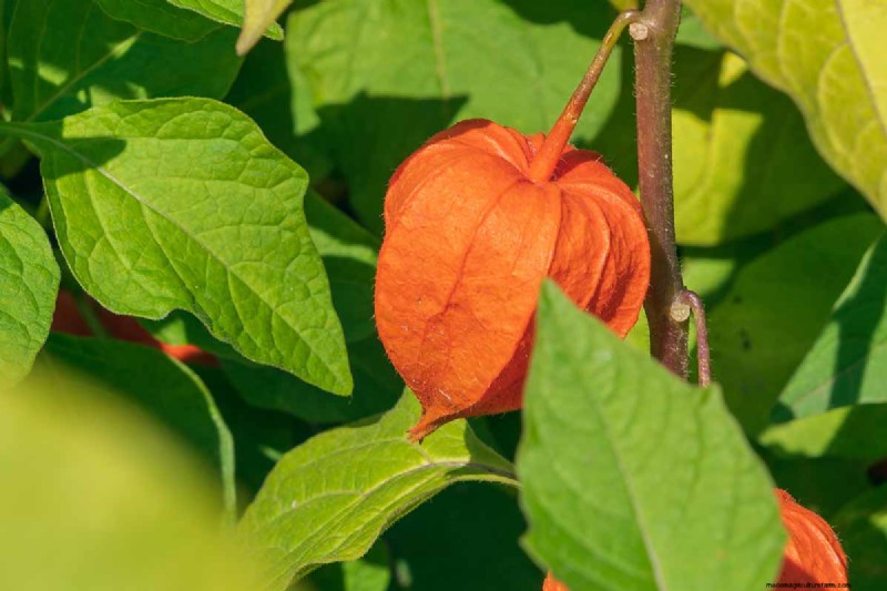 Growing Chinese Lanterns in Containers: A Complete Guide