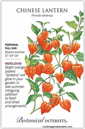 Growing Chinese Lanterns in Containers: A Complete Guide