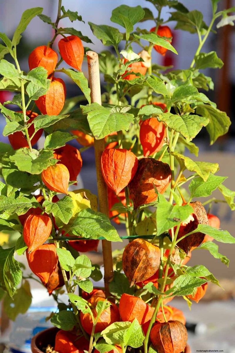 Growing Chinese Lanterns in Containers: A Complete Guide