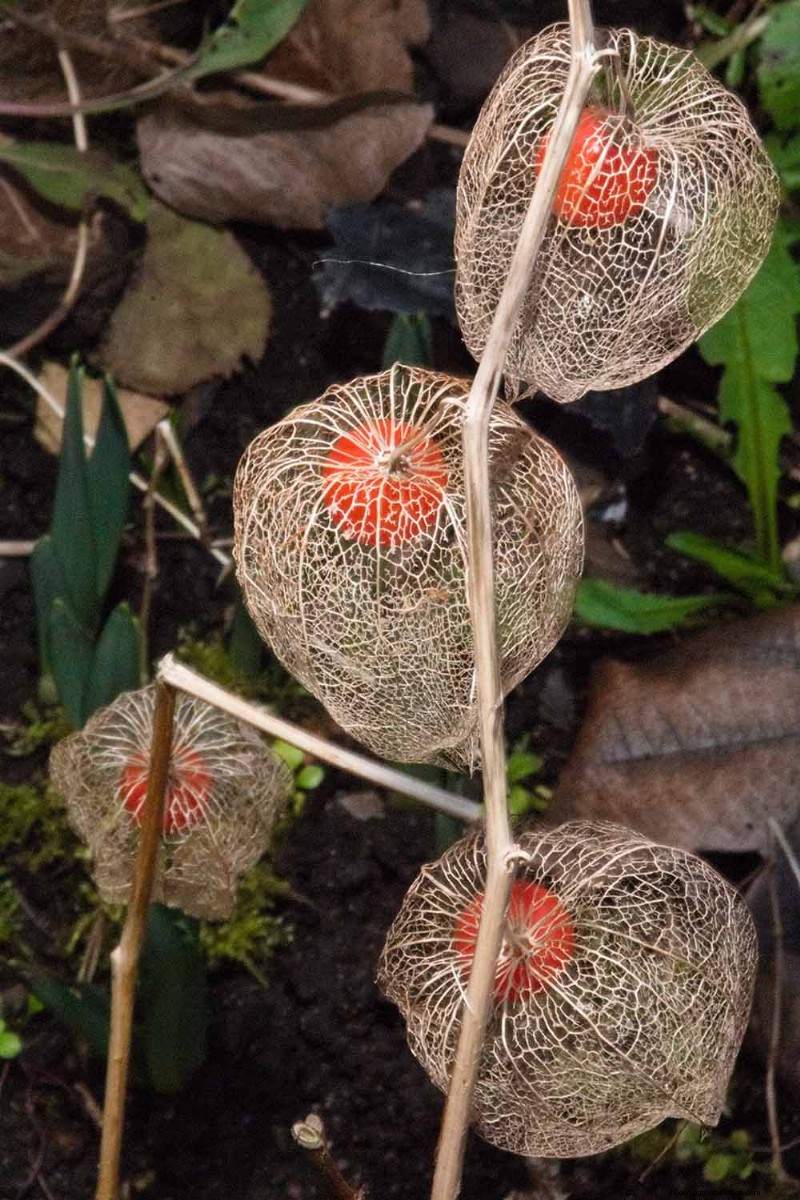 Growing Chinese Lanterns in Containers: A Complete Guide