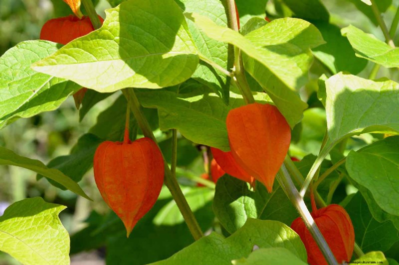 Growing Chinese Lanterns in Containers: A Complete Guide