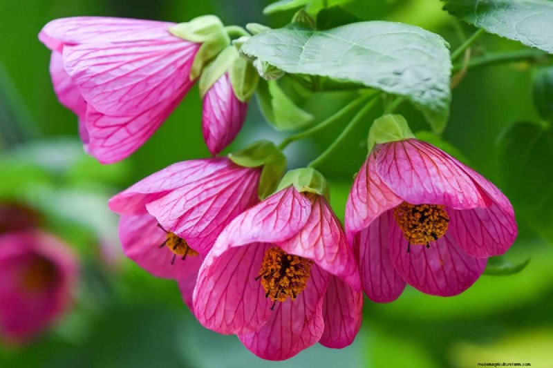 Flowering Maple (Abutilon): Care & Growing Guide