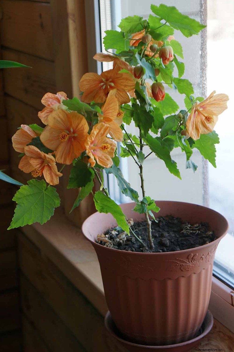 Flowering Maple (Abutilon): Care & Growing Guide