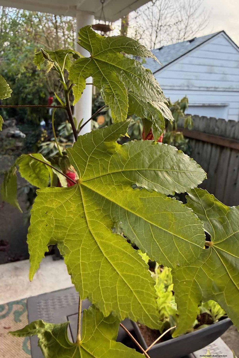 Flowering Maple (Abutilon): Care & Growing Guide
