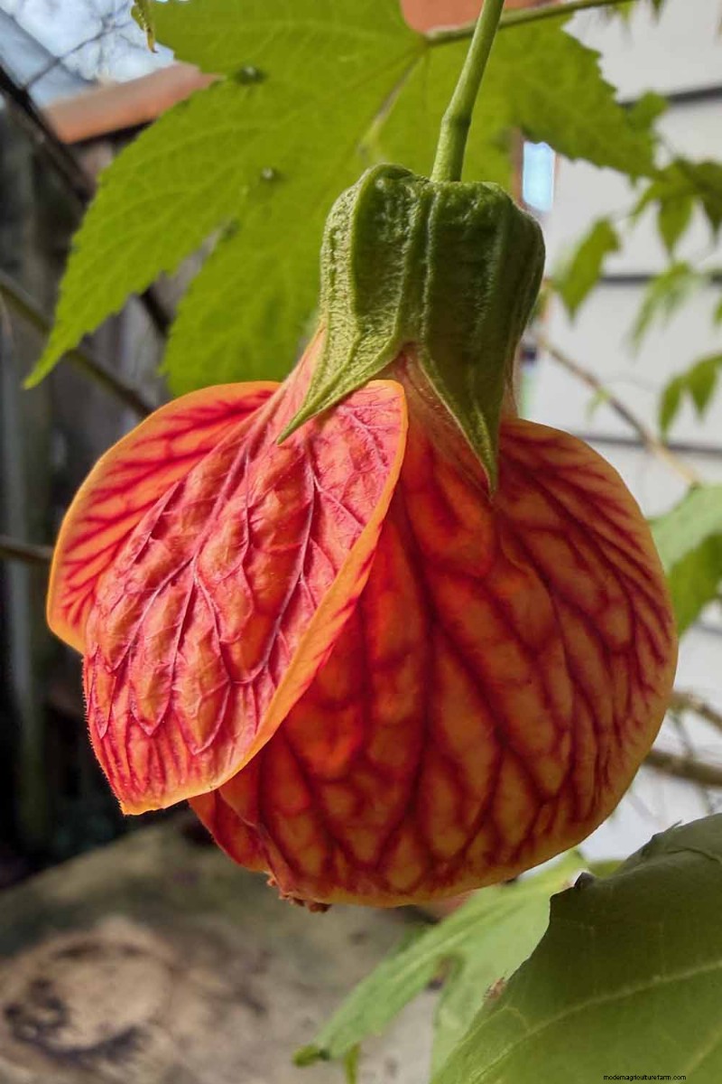 Flowering Maple (Abutilon): Care & Growing Guide