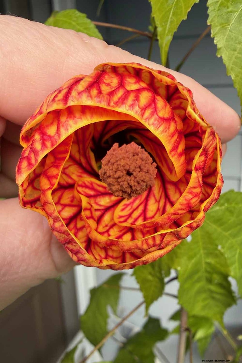 Flowering Maple (Abutilon): Care & Growing Guide