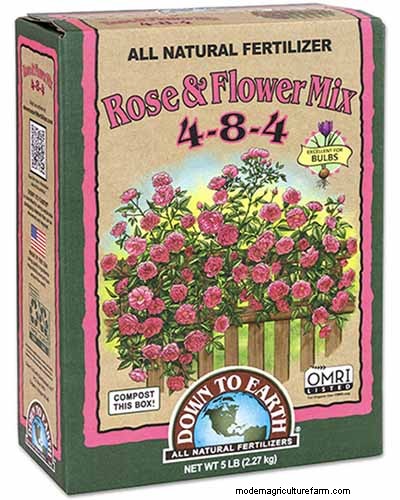 Flowering Maple (Abutilon): Care & Growing Guide