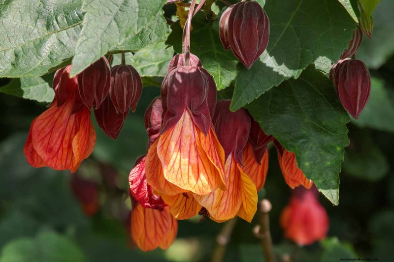 Flowering Maple (Abutilon): Care & Growing Guide