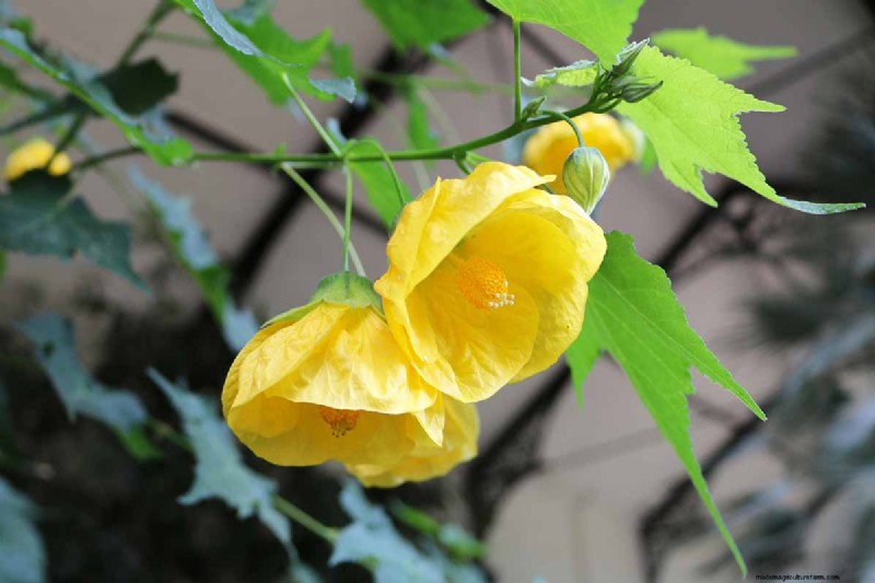 Flowering Maple (Abutilon): Care & Growing Guide