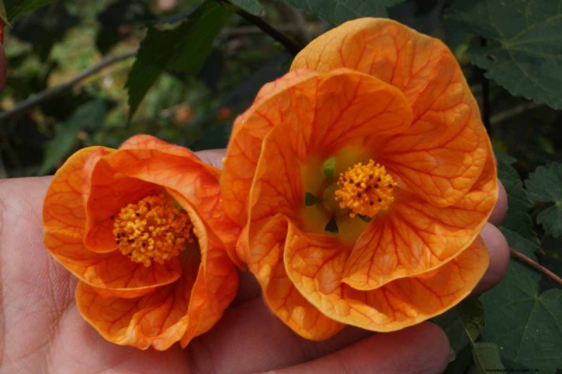 Flowering Maple (Abutilon): Care & Growing Guide