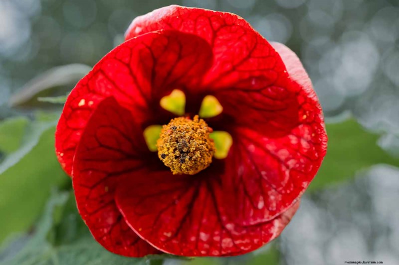 Flowering Maple (Abutilon): Care & Growing Guide