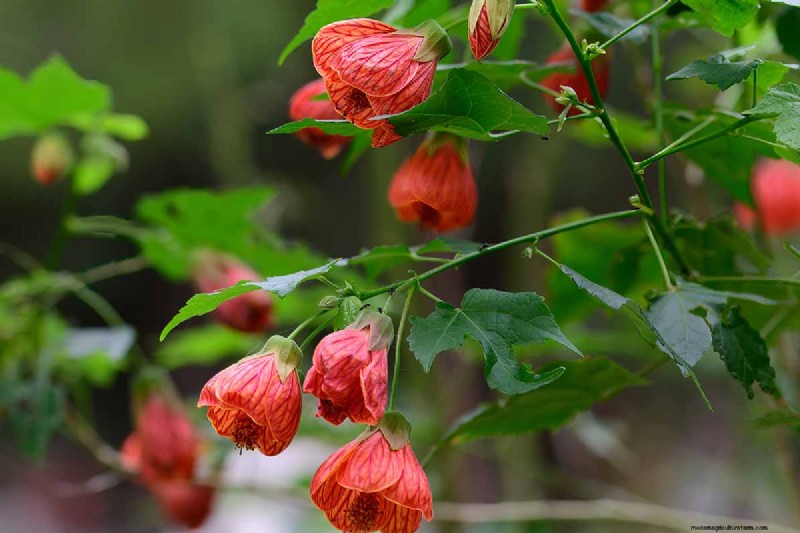 Flowering Maple (Abutilon): Care & Growing Guide