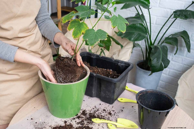 Flowering Maple (Abutilon): Care & Growing Guide