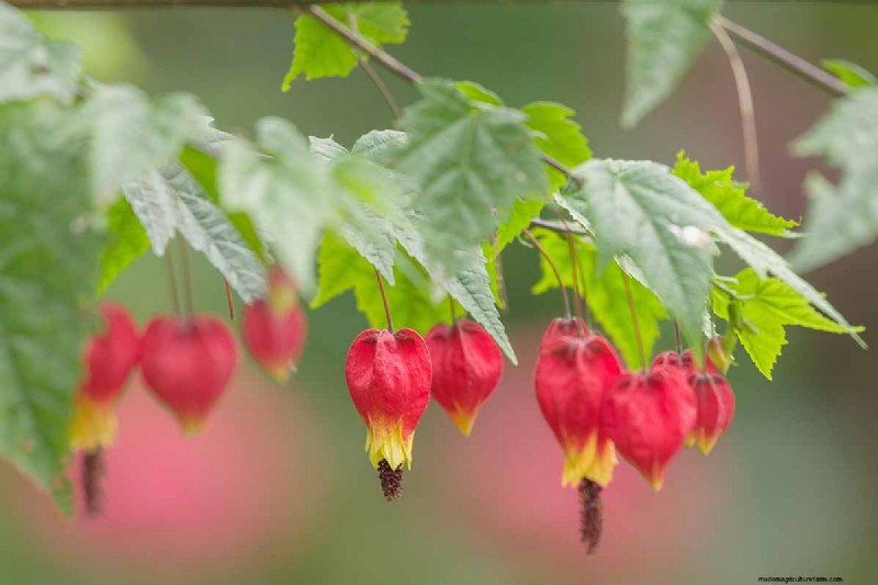 Flowering Maple (Abutilon): Care & Growing Guide