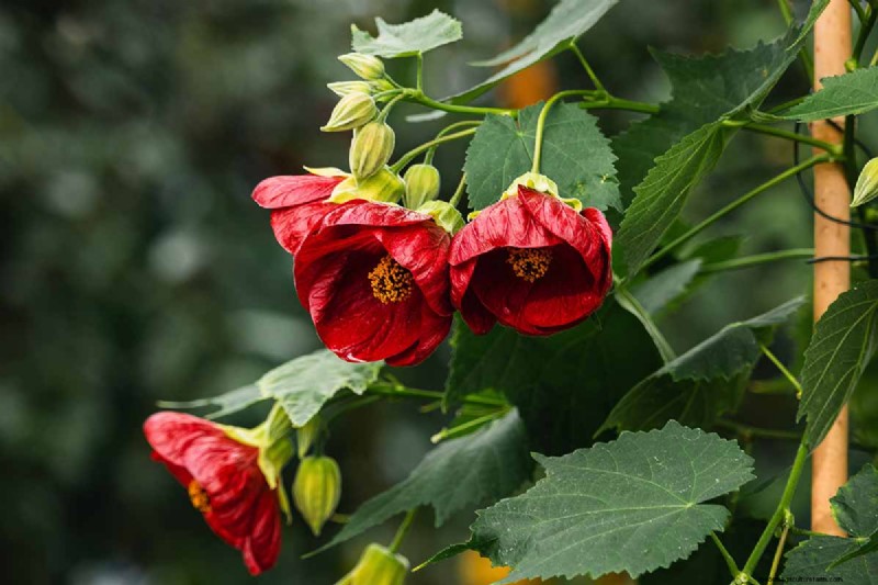 Flowering Maple (Abutilon): Care & Growing Guide