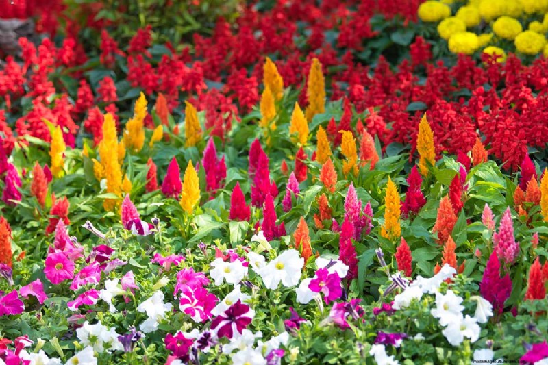 Late Summer Annuals: 15 Plants for Vibrant Fall Color