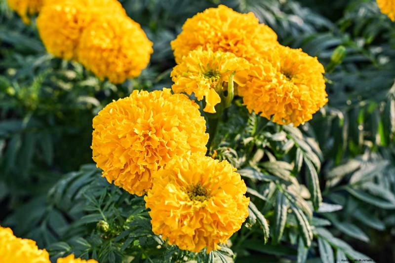 Late Summer Annuals: 15 Plants for Vibrant Fall Color