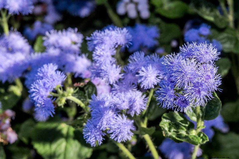 Late Summer Annuals: 15 Plants for Vibrant Fall Color