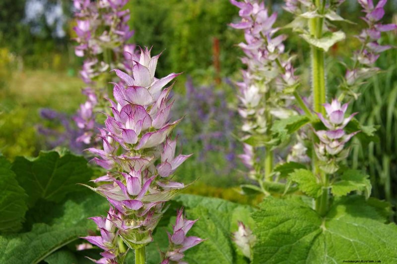 Late Summer Annuals: 15 Plants for Vibrant Fall Color