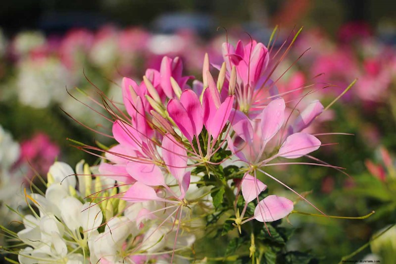 Late Summer Annuals: 15 Plants for Vibrant Fall Color