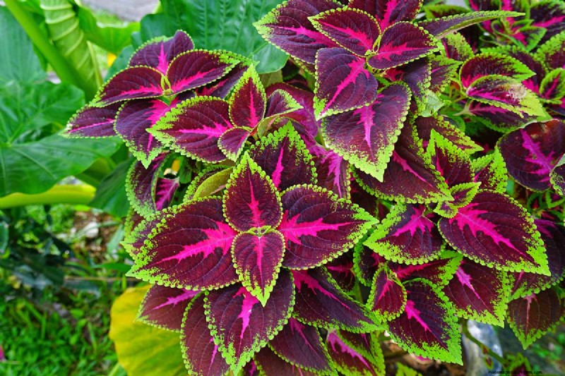 Late Summer Annuals: 15 Plants for Vibrant Fall Color