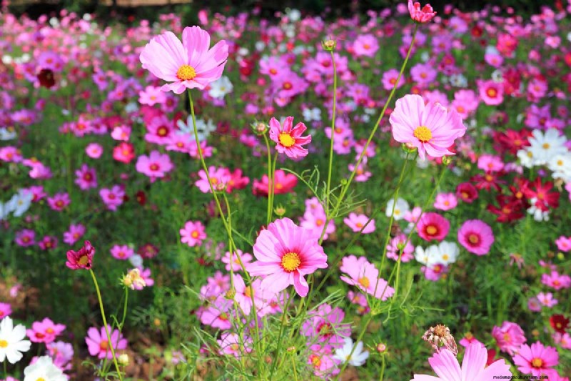 Late Summer Annuals: 15 Plants for Vibrant Fall Color