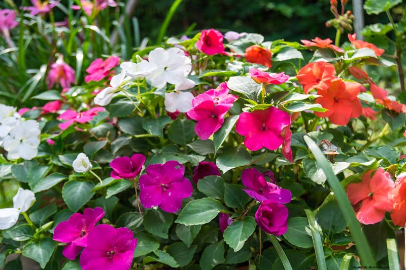 Late Summer Annuals: 15 Plants for Vibrant Fall Color