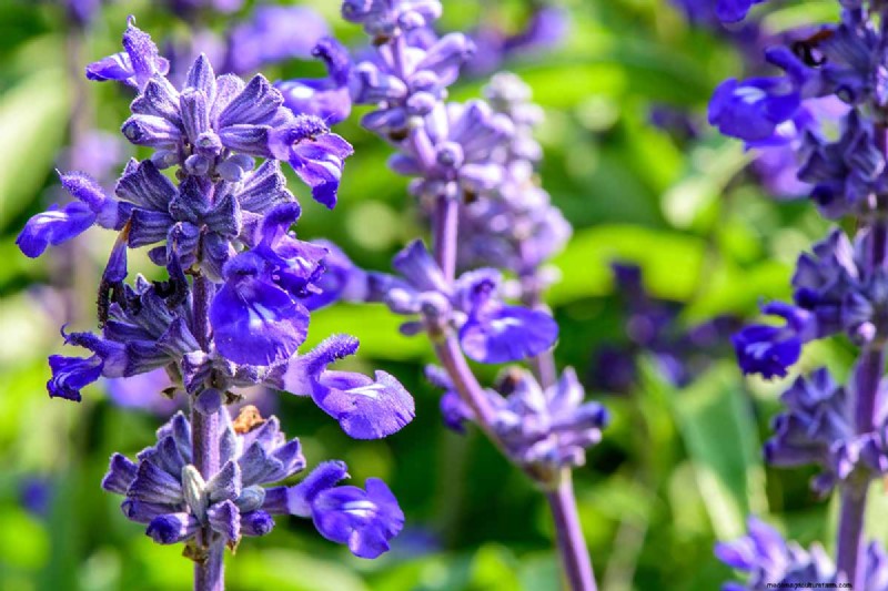 Late Summer Annuals: 15 Plants for Vibrant Fall Color