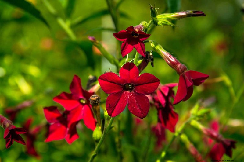 Late Summer Annuals: 15 Plants for Vibrant Fall Color