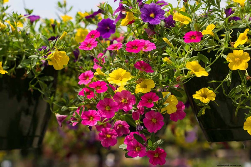 Late Summer Annuals: 15 Plants for Vibrant Fall Color