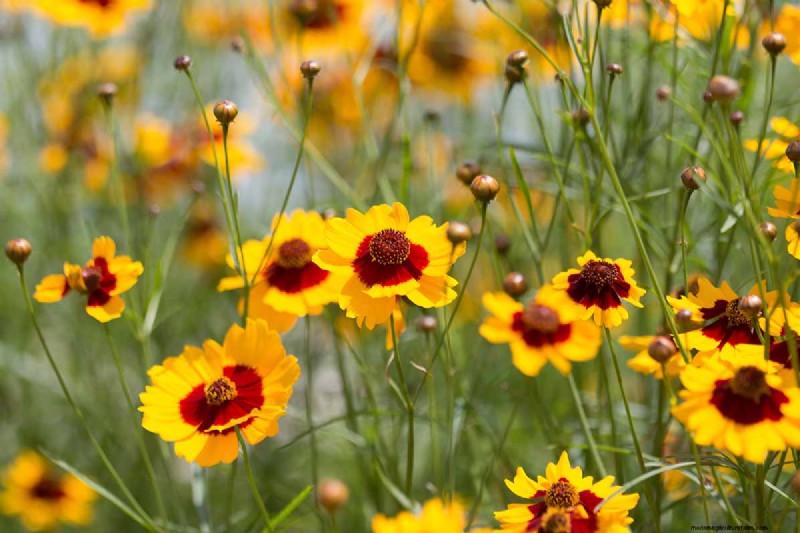Late Summer Annuals: 15 Plants for Vibrant Fall Color