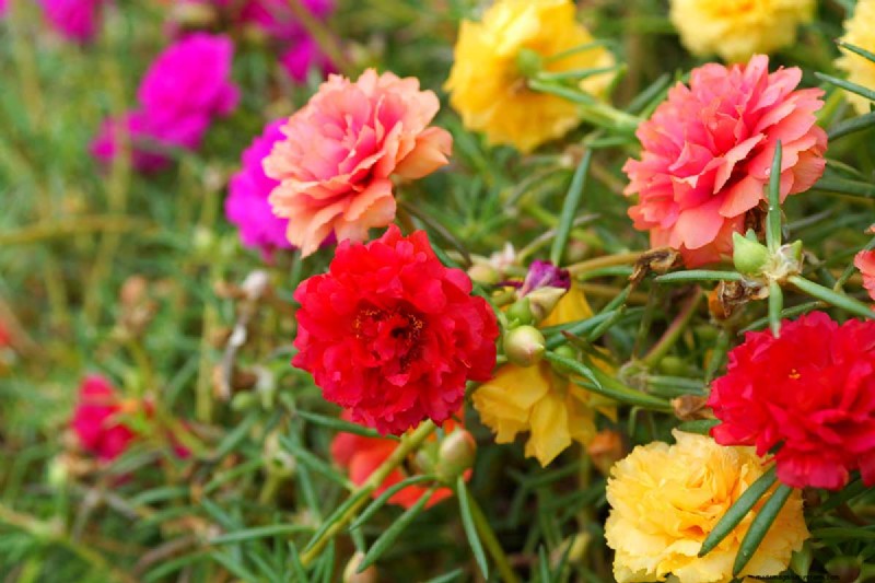Late Summer Annuals: 15 Plants for Vibrant Fall Color