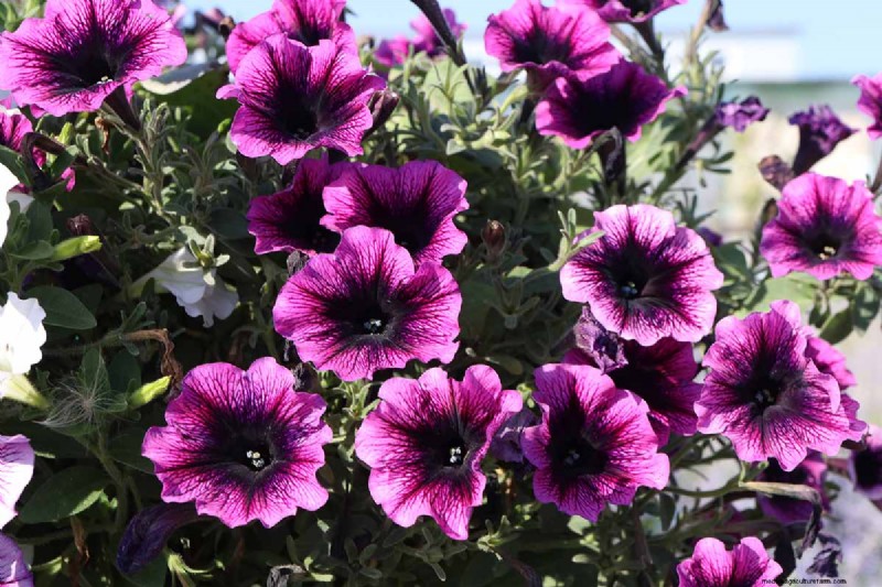 Late Summer Annuals: 15 Plants for Vibrant Fall Color