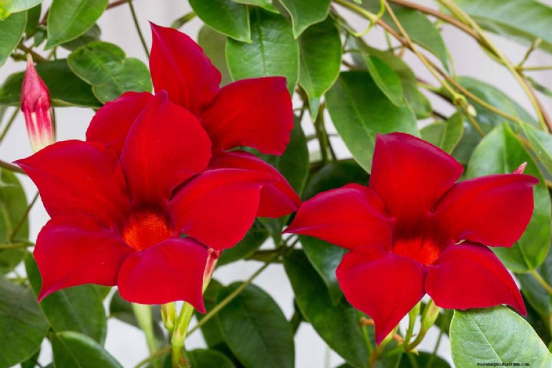 Late Summer Annuals: 15 Plants for Vibrant Fall Color
