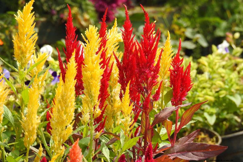 Late Summer Annuals: 15 Plants for Vibrant Fall Color