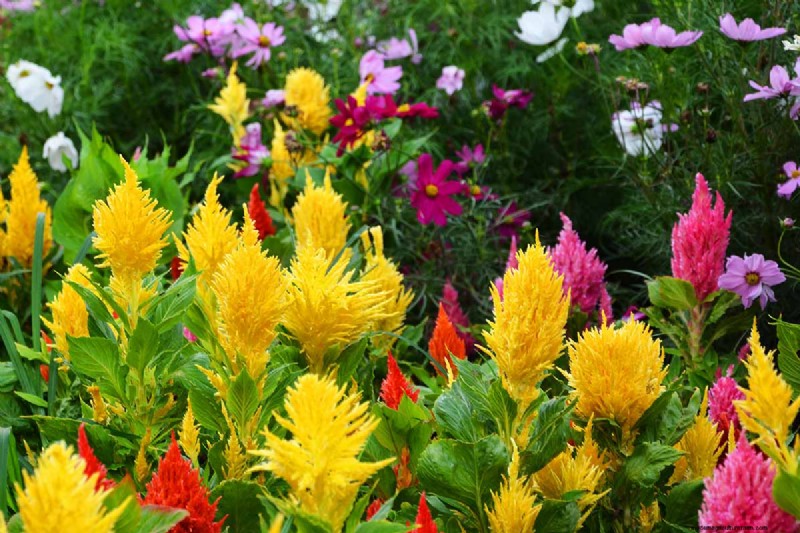 Late Summer Annuals: 15 Plants for Vibrant Fall Color