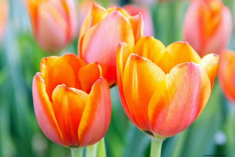 Multi-Bloom Tulips: 17 Varieties for a Burst of Color