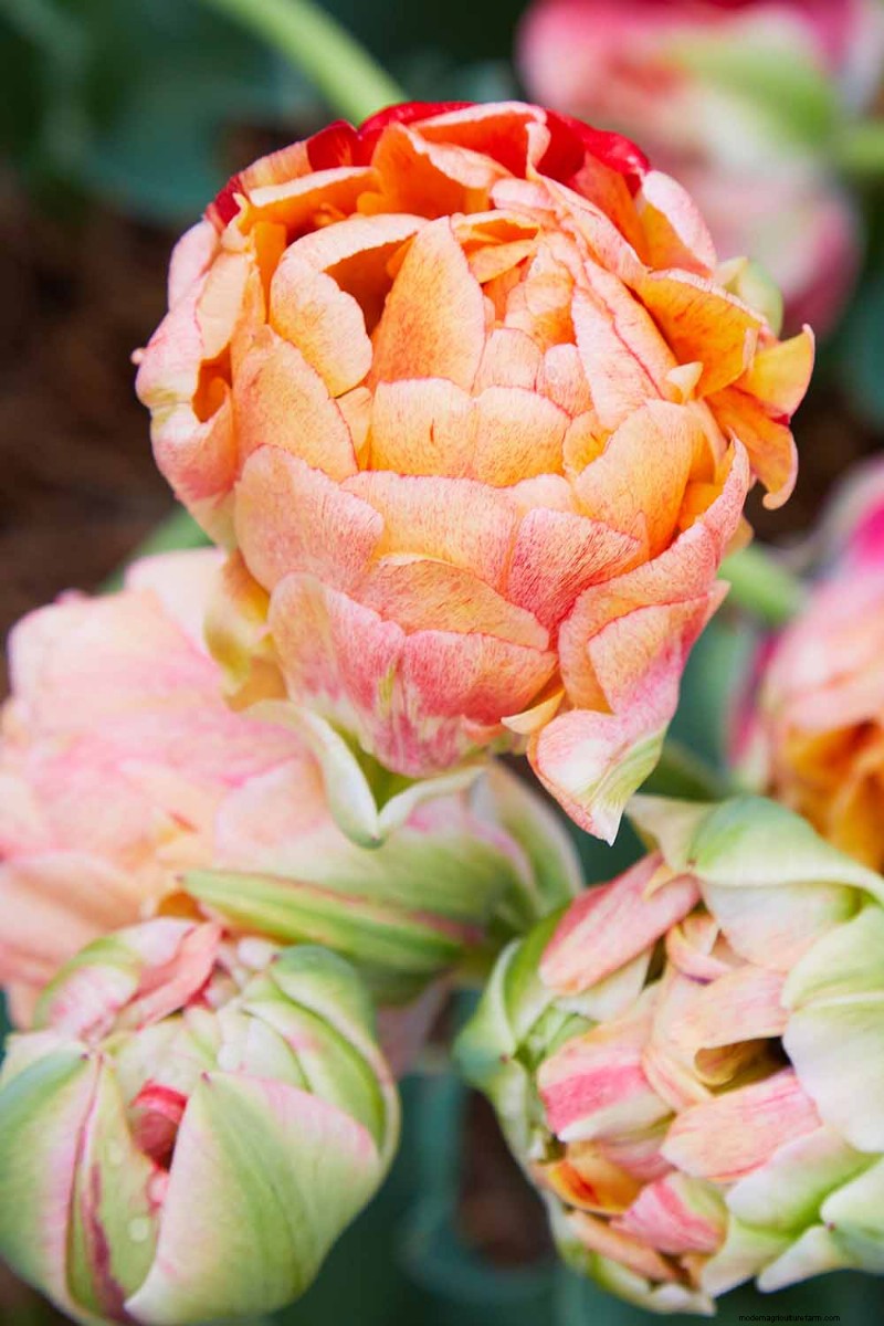 Multi-Bloom Tulips: 17 Varieties for a Burst of Color