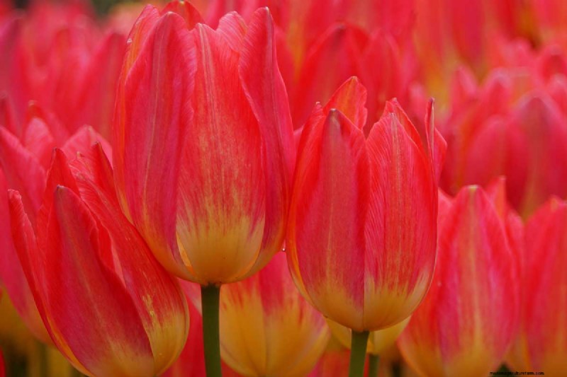 Multi-Bloom Tulips: 17 Varieties for a Burst of Color