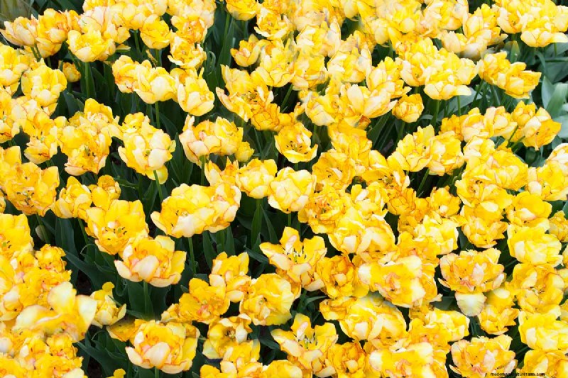 Multi-Bloom Tulips: 17 Varieties for a Burst of Color