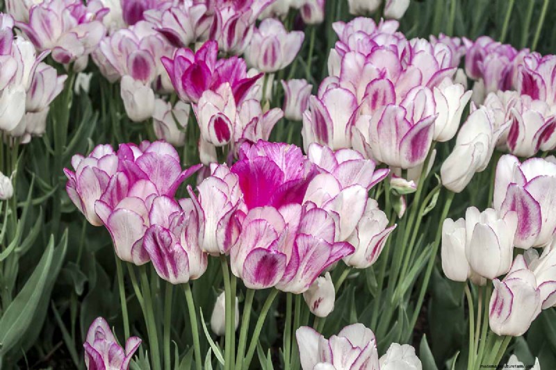 Multi-Bloom Tulips: 17 Varieties for a Burst of Color