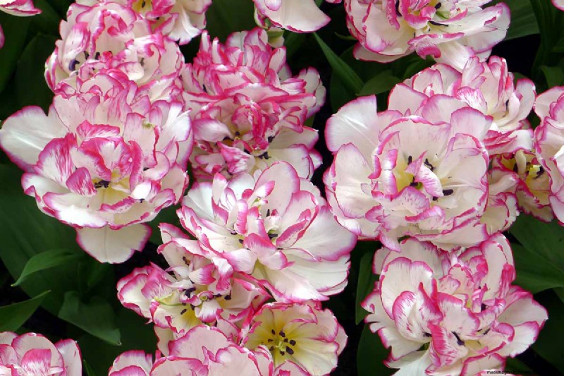 Multi-Bloom Tulips: 17 Varieties for a Burst of Color